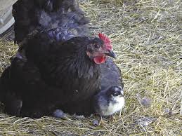 Jersey giant standard and appearance. Jersey Giants The Triple Purpose Chicken