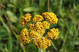Image result for Helichrysum acutatum