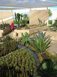 Find my perfect san jose del cabo hotel. Cacti Mundo San Jose Del Cabo Cabo Luxury Landscaping