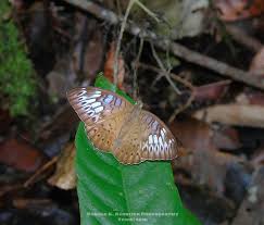 Image result for Blepharis katangensis