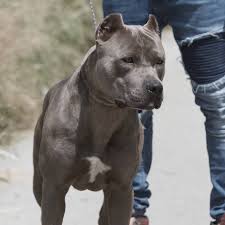 Nowadays he's left his mc abilities and centered his career in the pop and mainstream industry. Allevamento Pitbull Terrier Red E Blue Nose In Italia Pitbull Forest House