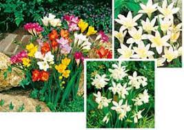 See more ideas about spring flowering bulbs, flowers, plants. Spring Bulbs In Warmer Climates Garden Express