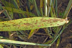 Image result for rez rzivost ostru%u017Einy