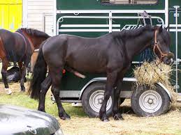 Bite d un cheval