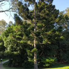 Image result for Araucaria cunninghamii