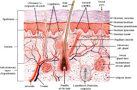 The epidermis, an outermost layer that contains the primary protective structure, the stratum corneum; 14 Skin Structure Ideas Skin Structure Skin Integumentary System