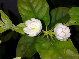 Jasmine Plant Care Urdu Hindi Youtube
