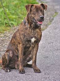 Treeing Tennessee Brindle Breeder Rev Earl Phillips Is Credited With Creating This Breed In 1967 Who Is A Descendant Of Cur Dogs Snoop Doggy Dogg Cute Dogs