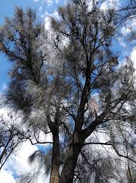 Image result for Casuarina verticillata