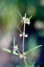 Image result for Leucas capensis