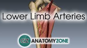 Welcome to innerbody.com, a free educational resource for learning about human anatomy and physiology. Lower Limb 3d Interactive Anatomy Tutorials
