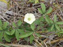 Image result for Merremia quinquefolia