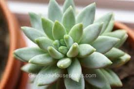 Explore surrealsucculents' photos on flickr. Echeveria Care Tips For Growing Succulents Indoors
