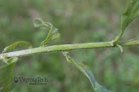 Image result for Oxyanthus strigosus