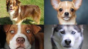 Buku mimpi memang menjadi hal yang penting dalam togel. Arti Mimpi Memberi Makan Anjing Pertanda Mendapat Keberhasilan Kekayaan Ini Menurut Primbon Jawa Tribun Manado