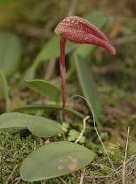 Image result for Bulbophyllum intertextum