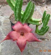 Image result for Stapelia gigantea