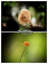Image result for Marasmius siccus