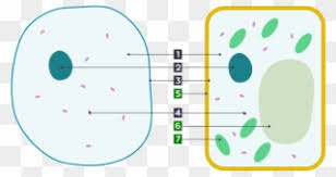 A model of a typical plant cell is found to be rectangular in shape, ranging in size from 10 to 100 µm. Free Png Cell Clip Art Download Page 2 Pinclipart