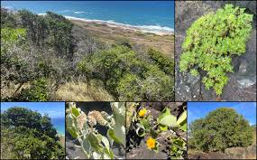 Image result for Psydrax fragrantissima