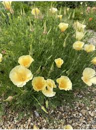 Image result for Eschscholzia