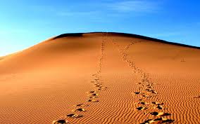 Ecosystems Of The Gobi Desert Three Camel Lodge