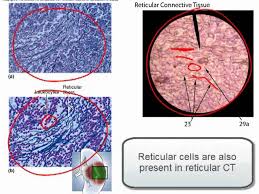 We did not find results for: Connective Tissue Part 1 Youtube