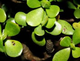 Usually, your jade plant has yellow leaves due to; Jade Plant Problems What To Do For Black Spots On Jade Plant Leaves