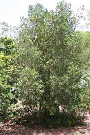 Image result for Myrsine