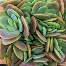 Image result for Kalanchoe rotundifolia