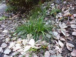 Image result for Carex angolensis