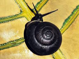 The word bug is generally taken to mean an insect, and all insects are animals, too. Black Snail Wallpaper Animals Desktops And Stock Photos Snail Insect Photography Art Insect Photography