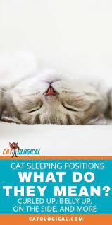 Does Your Cat Sleep On Its Side Curled Up In A Tight Ball Maybe It Lays Sprawled Out On Its Tummy Or On I Cat Sleeping Positions Cat Sleeping Sleeping Kitten