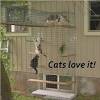 They enable your cat to go out into the enclosure whenever they want via either an open window or a window cat flap, providing an interesting space for your cat to explore, watch out on the world or just chill out and snooze in! Https Encrypted Tbn0 Gstatic Com Images Q Tbn And9gct3guxzjx8msf9lc0ehm5vqmadcvmc4rwvzgilrc937fa8nbms5 Usqp Cau