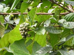 Image result for Mussaenda rivularis