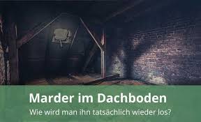 Marder Im Dach Gezielt Mit Marderabwehr Vertreiben So Geht Es