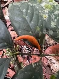 Image result for Oxyanthus