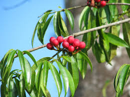 Image result for Symphonia globulifera