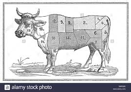 Old Beef Chart With Numbered Cuts Stock Photo 76106324 Alamy