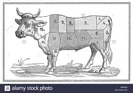 old beef chart with numbered cuts stock photo 76106324 alamy