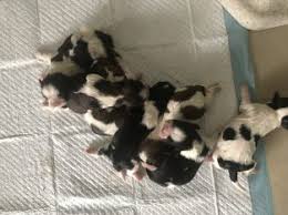 4 month old shiba inu for sale. Puppies Dogs For Sale Petsforhomes