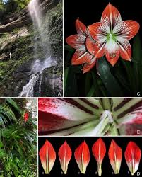 Image result for Hippeastrum