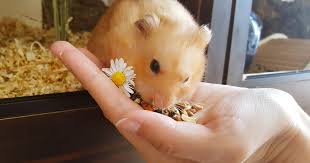 Einfuhrung In Die Ernahrung Hamster Rettungsinsel Bodensee