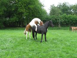 horse sex | Bart | Flickr