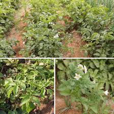 Image result for Solanum memphiticum