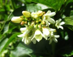 Image result for Vincetoxicum cernuum