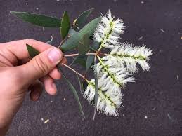 Image result for Melaleuca quinquenervia