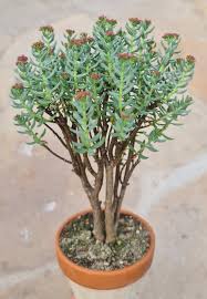 Image result for Crassula sarcocaulis