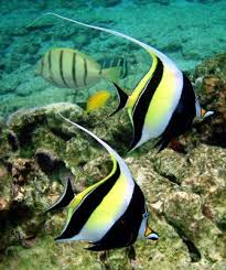 Moorish Idol As In Gill From Finding Nemo Beautiful Sea Creatures Sea Fish Marine Fish