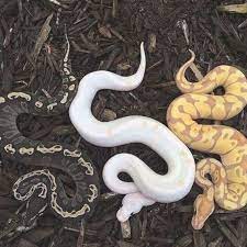 17 Hypnotically Colorful And Ridiculously Good Looking Snakes In 2020 Pretty Snakes Pet Snake Snake Photos